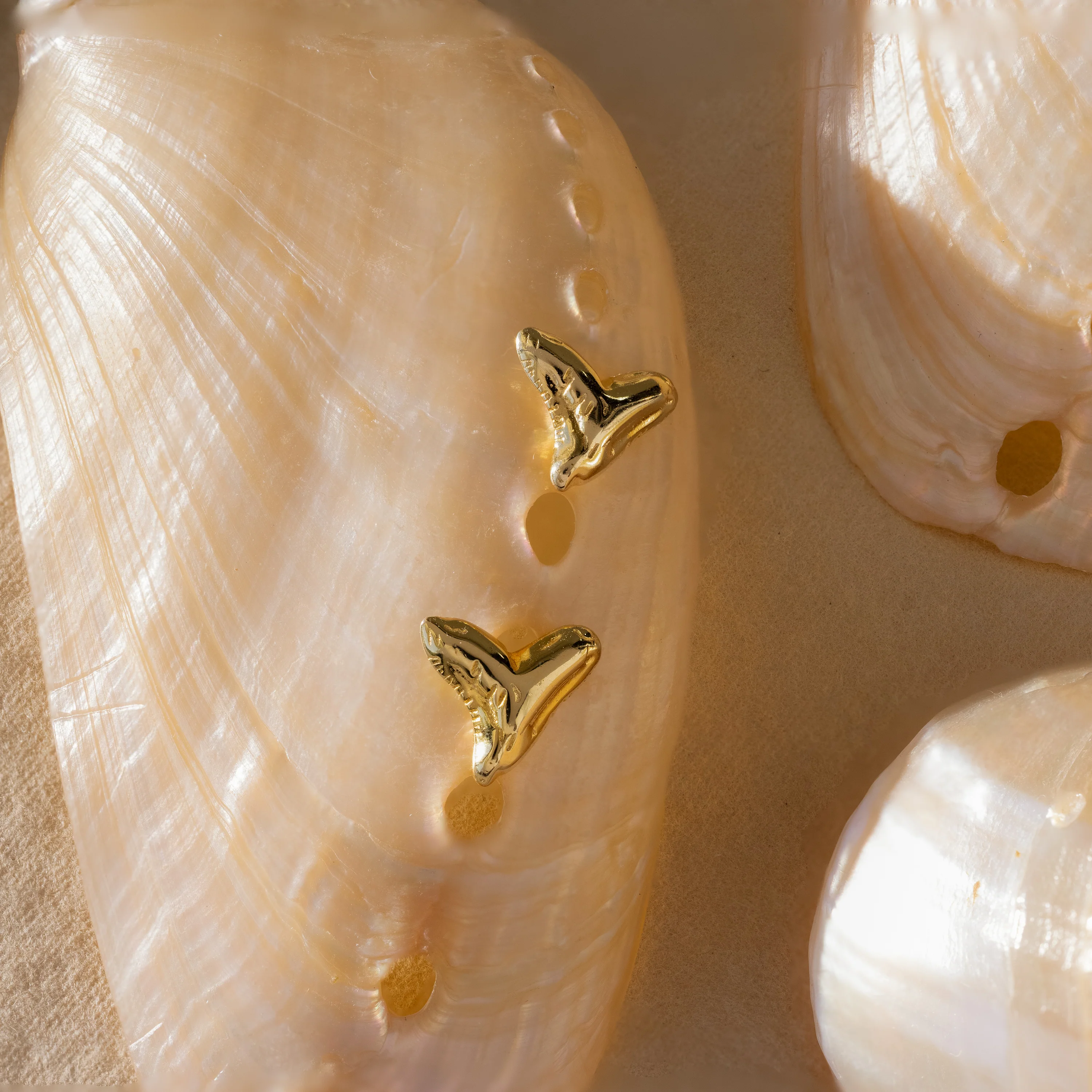 Shark Tooth Flatback Studs - Image 9